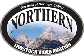 Northern Livestock Video Auction